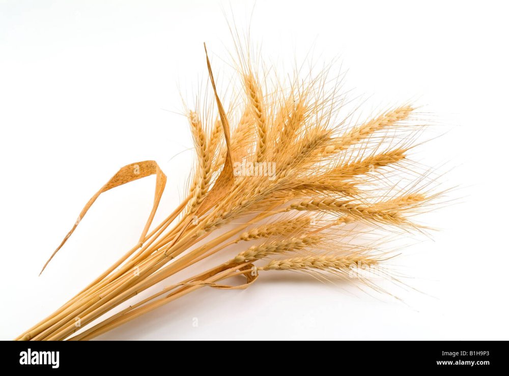 Пучок колосьев пшеницы