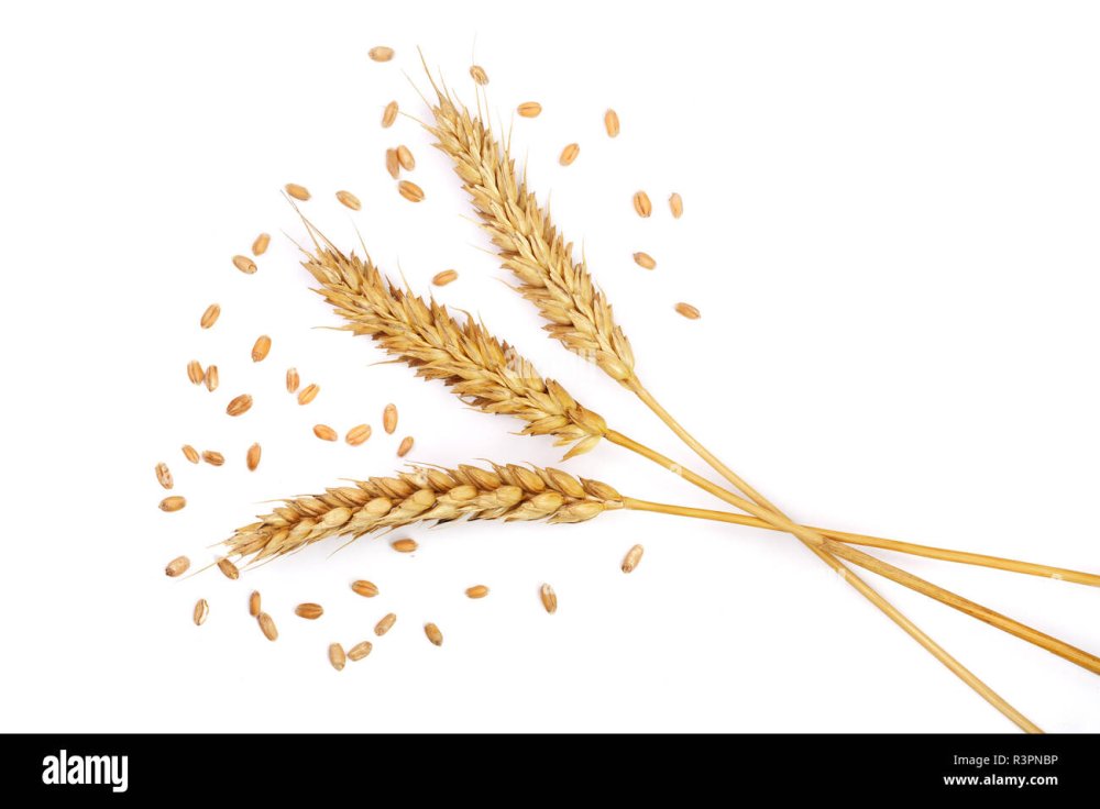 Колосья пшеницы, изолированные на белом фоне.