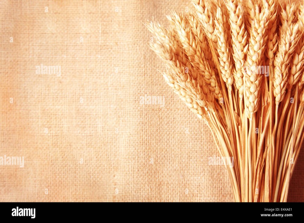 Рамка с хлебом и колосьями