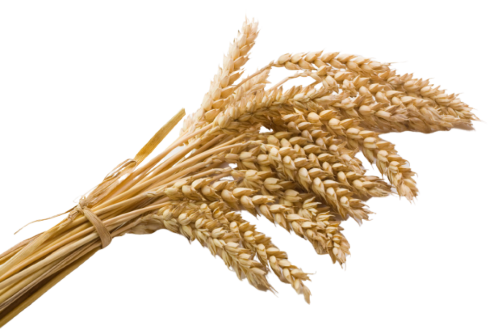 Пшеничка колосок