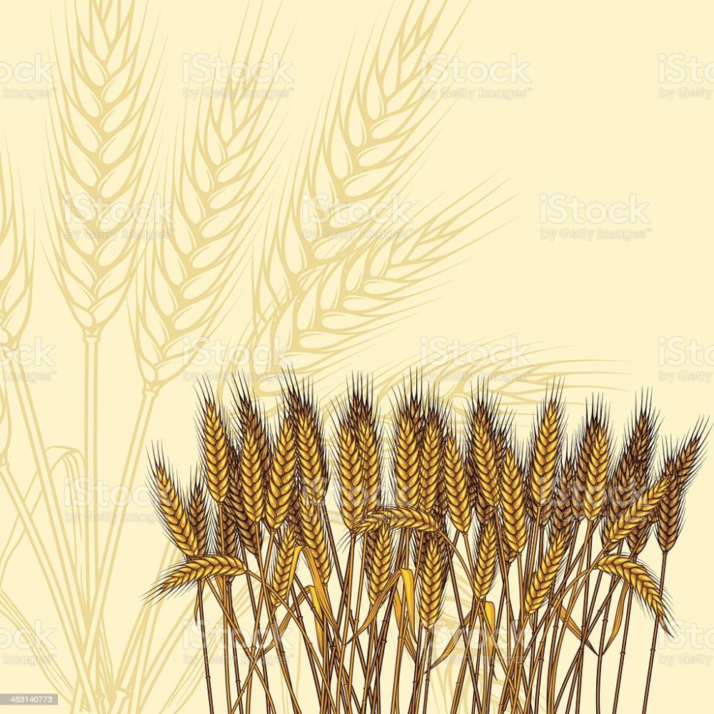 Фотообои колосья пшеницы в интерьере