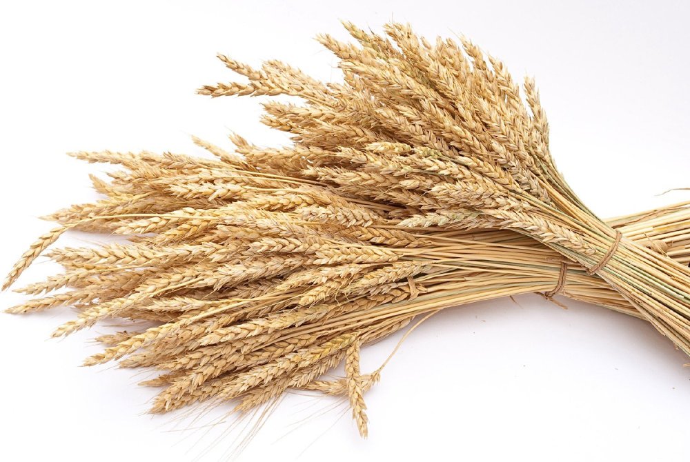 Сноп колосьев