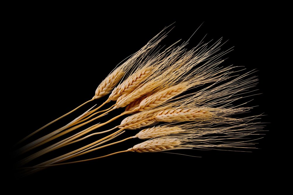 Пучок колосьев