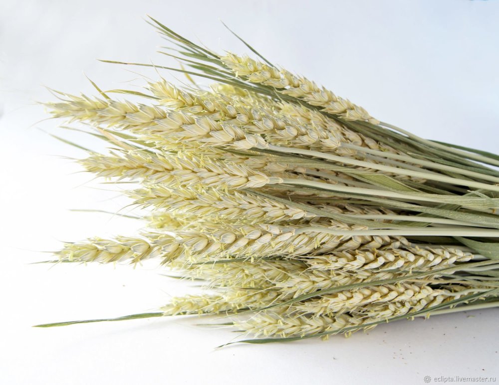 Сухоцветы колоски