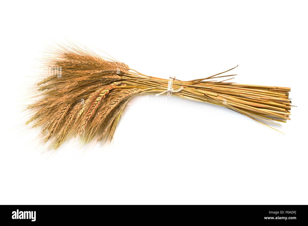 Сноп на белом фоне