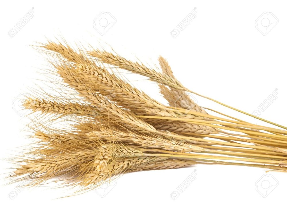 Пучок пшеницы