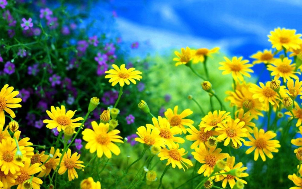 Фон ромашки