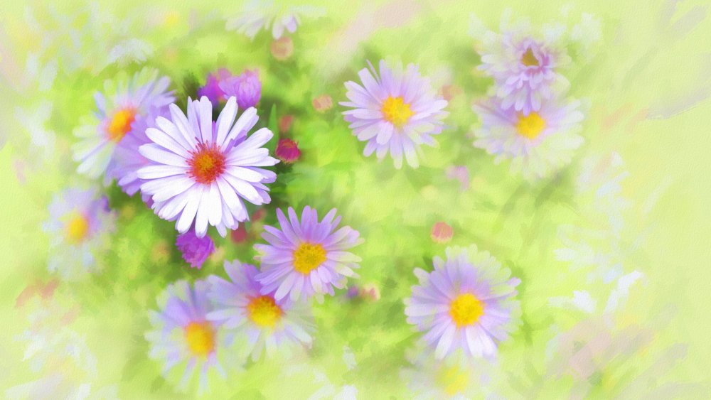 Фон букет полевых цветов