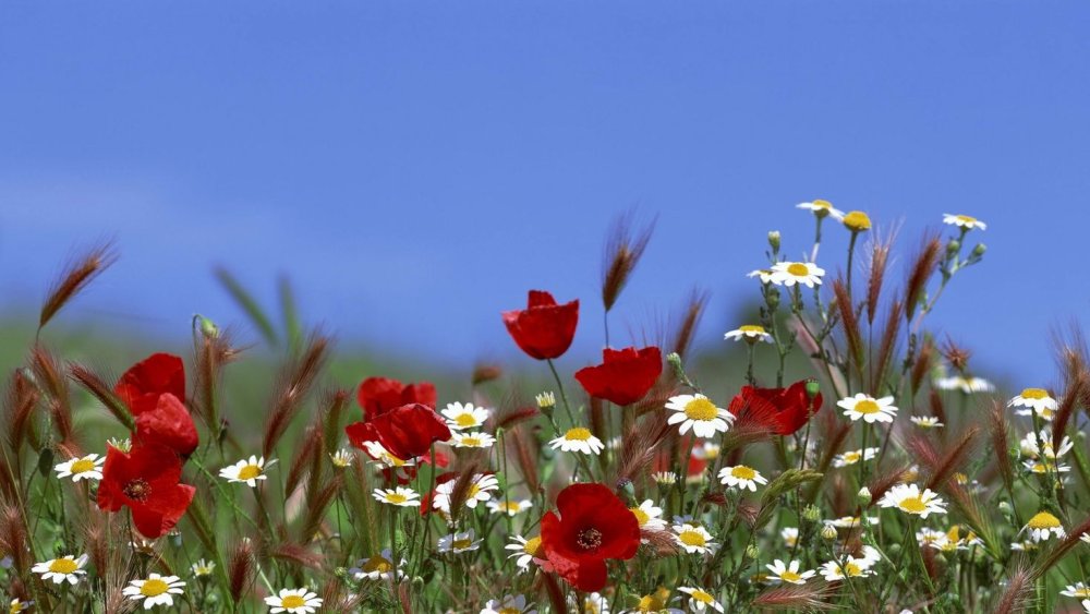 Полевые цветы