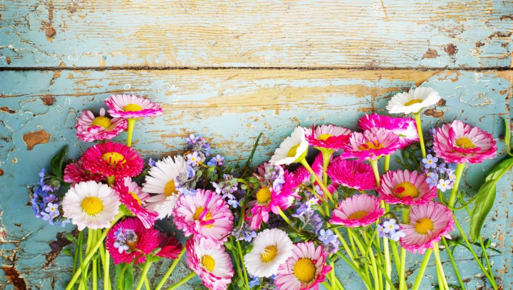 Фотообои мир полевые цветы