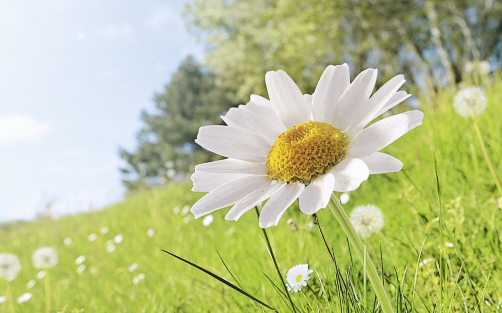 Полевые цветы и бабочки