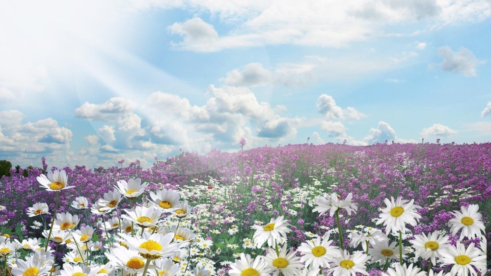 Летние цветы