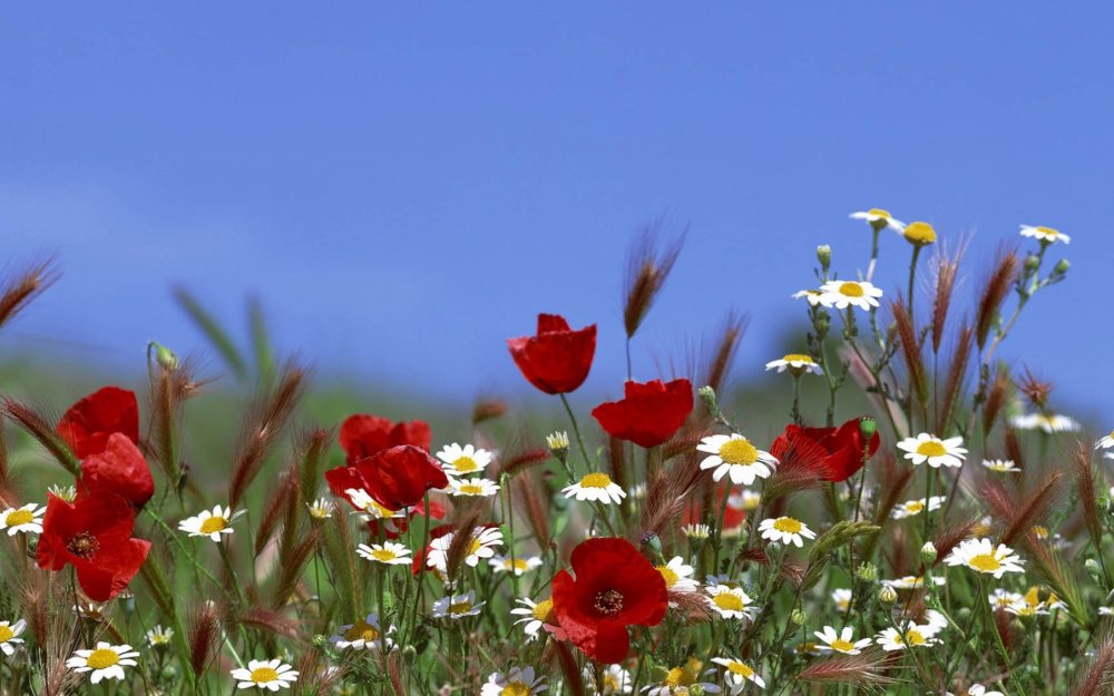 Летние цветы