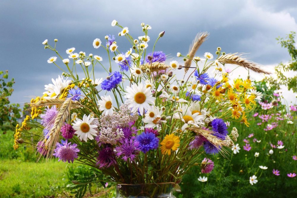 Луговые травы