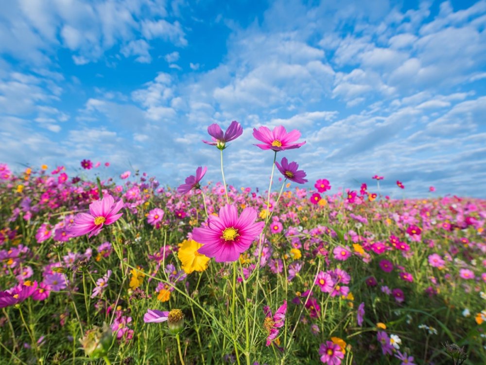 Розовые полевые цветы