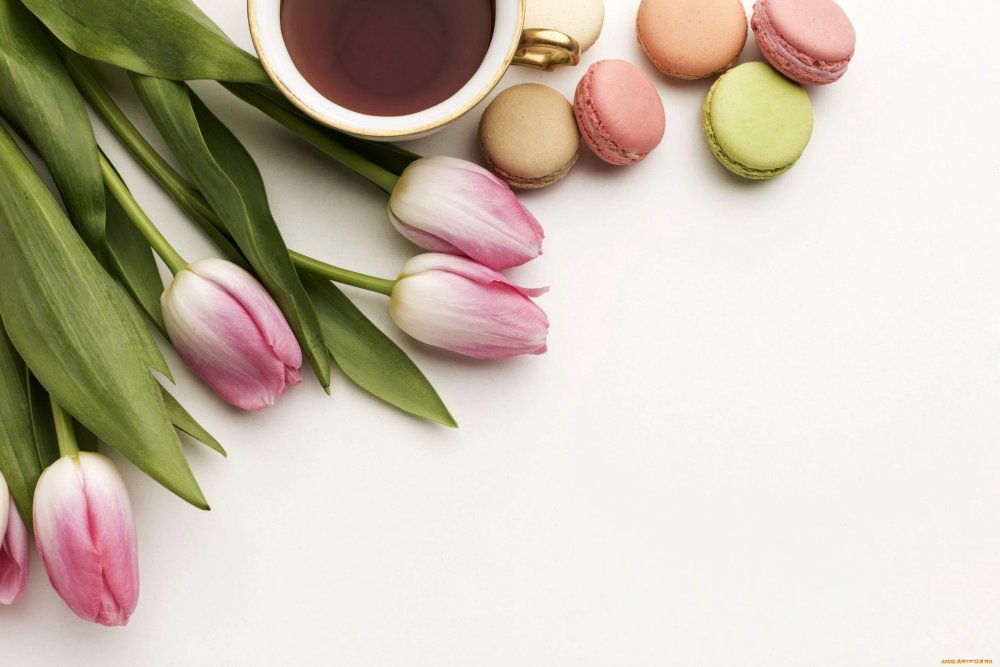 Тюльпаны и макаруны