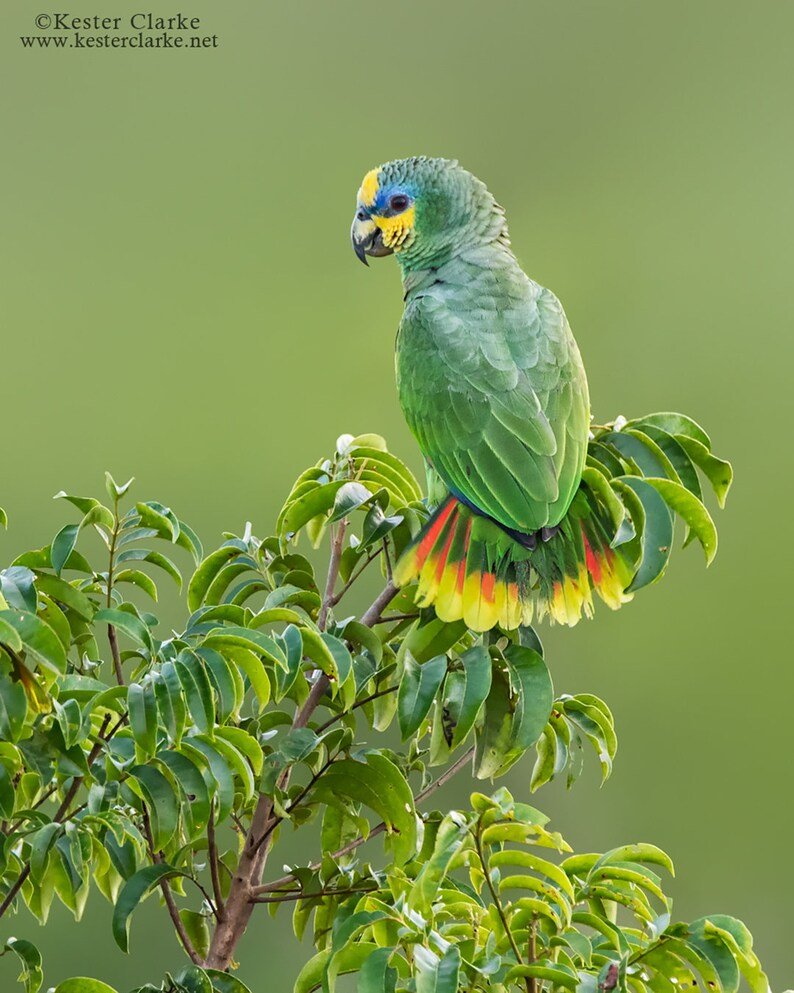 Амазон желтолобый на прозрачном фоне