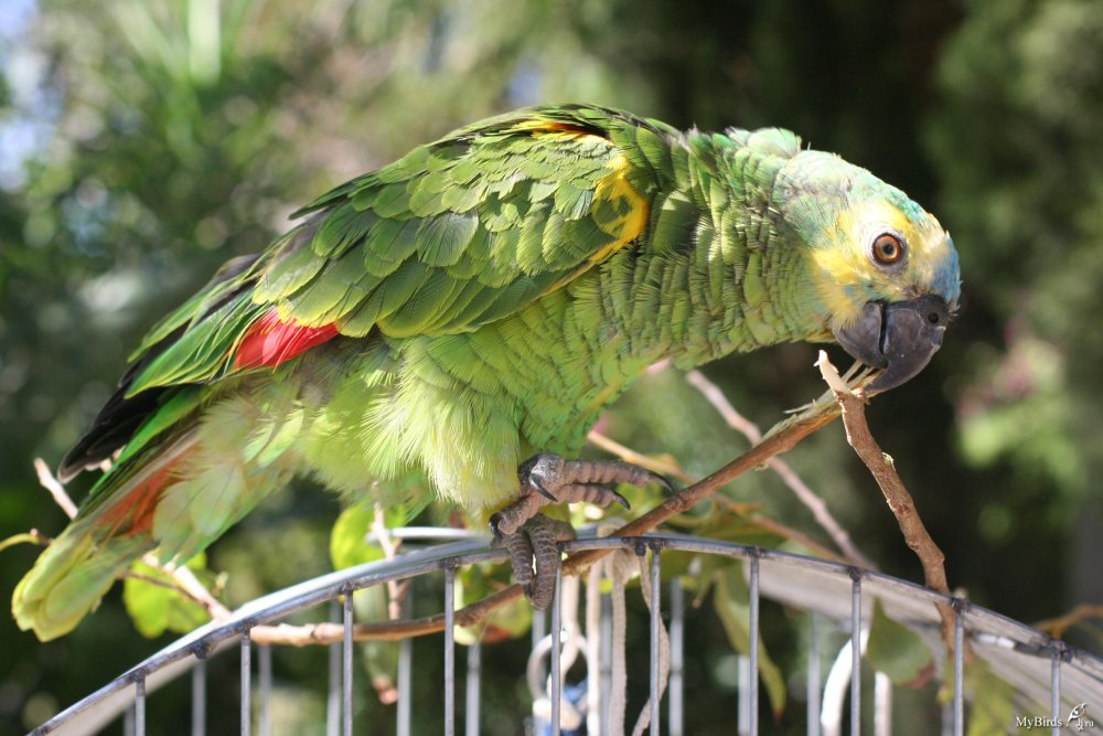 Желтолобый суринамский Амазон