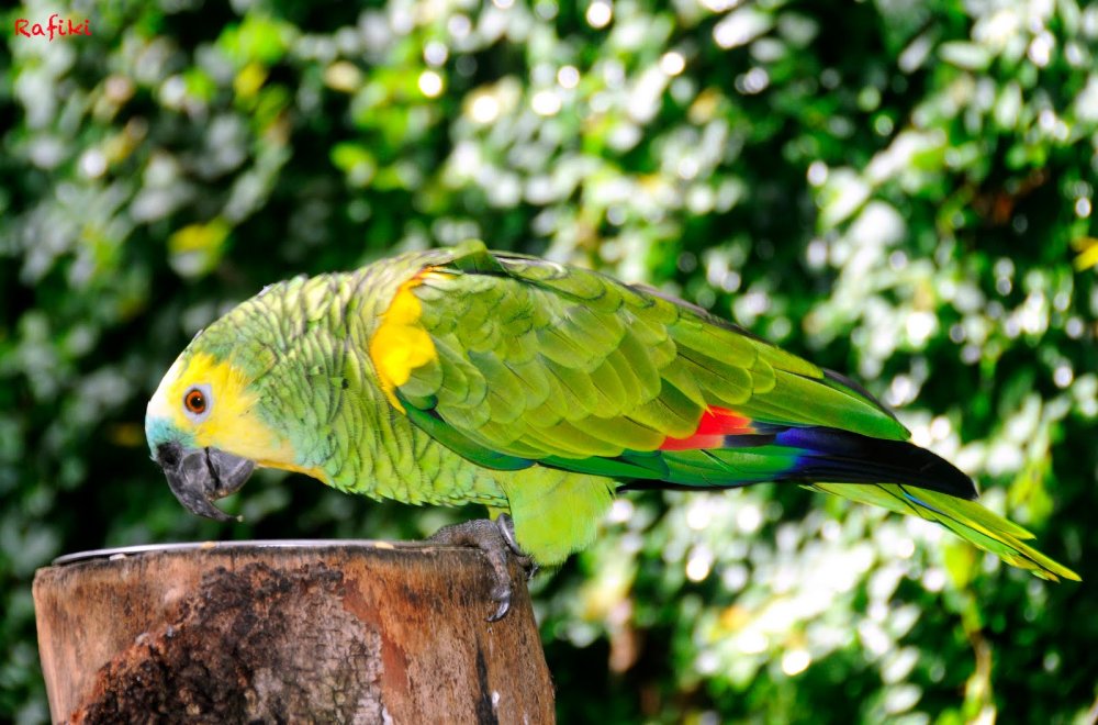 Попугай Амазон желтолобый