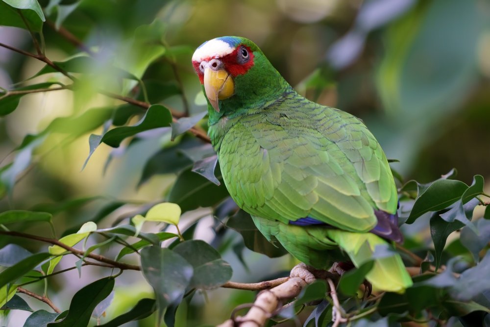 Бьенс и попугай