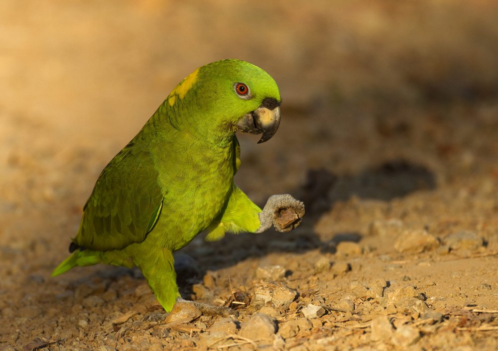 Желтолобый Амазон