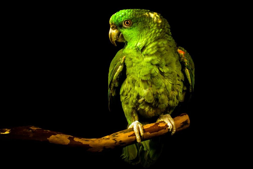 Попугай на черном фоне