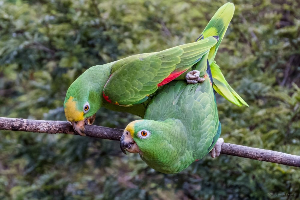 Попугай Амазон и неразлучник