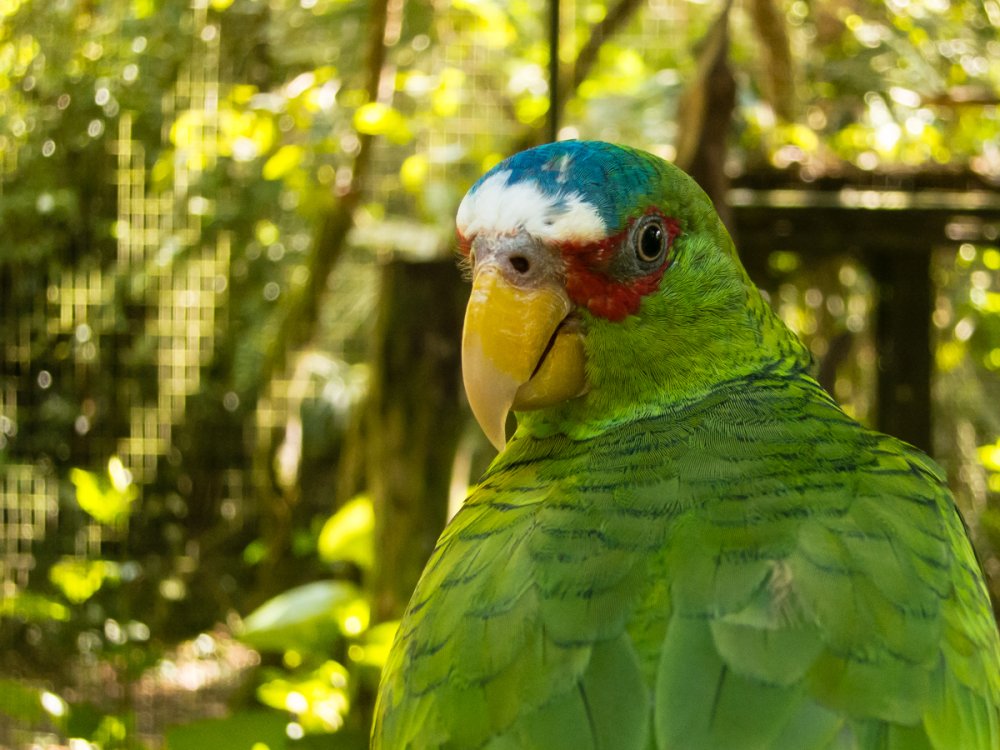 Попугай синелобый Амазон