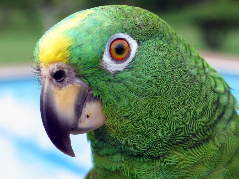 Мускусный лорикет попугай