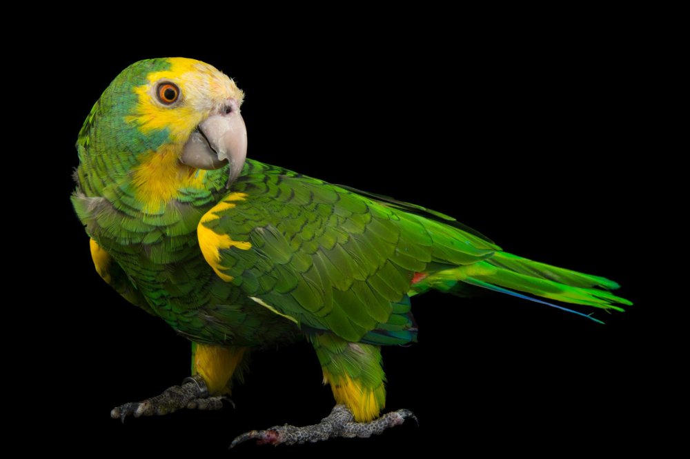 Амазонский краснолобый попугай