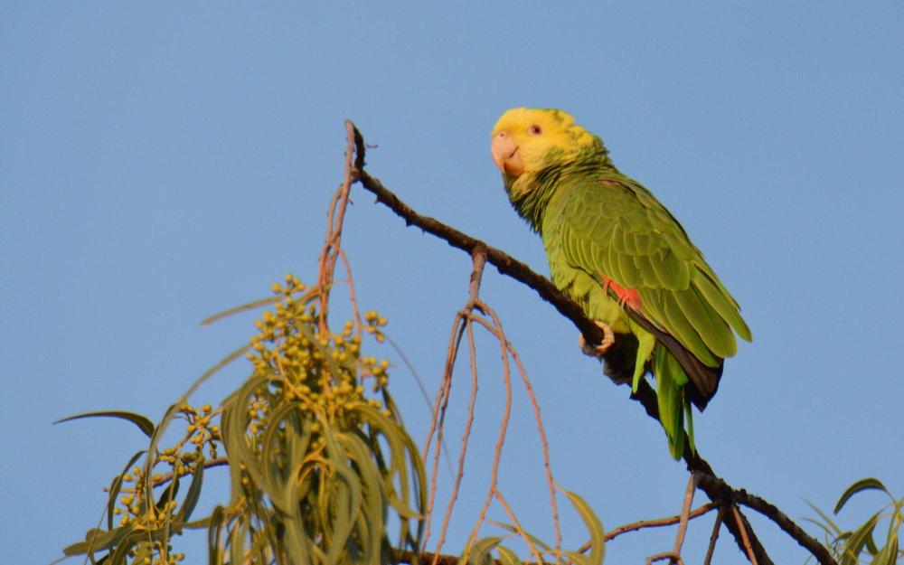 Попугай суринамский Амазон