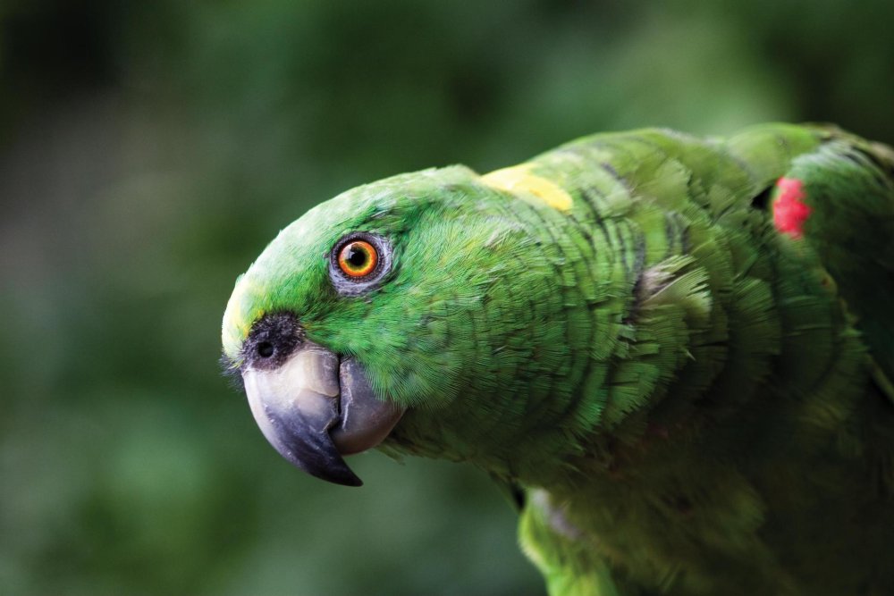 Кубинский Амазон попугай