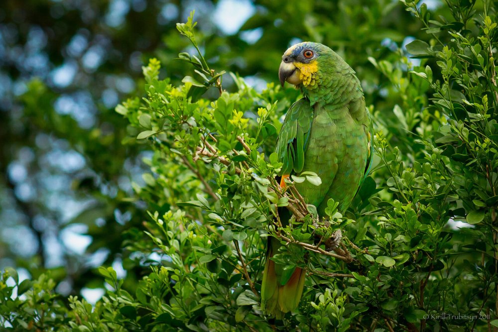 Императорский Амазон попугай