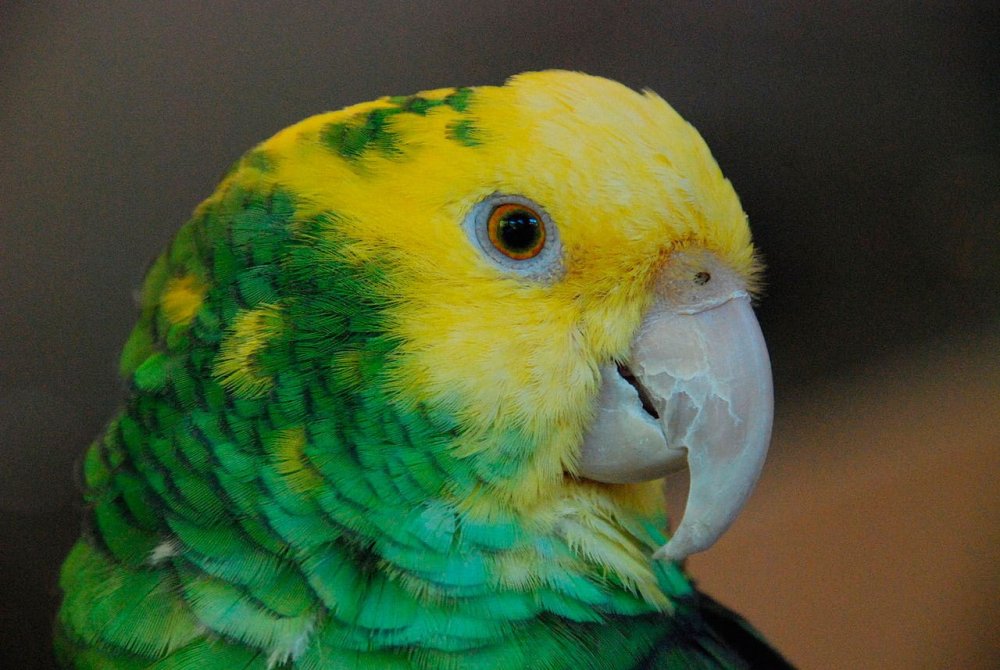 Амазон попугай Короноголовый