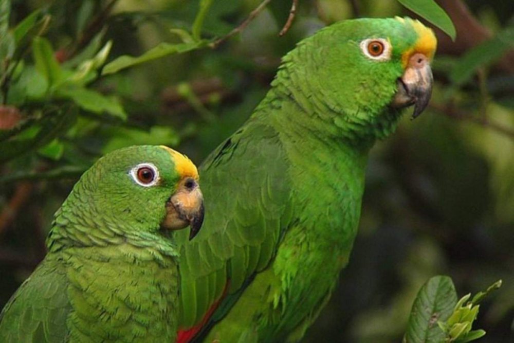 Желтоголовый Амазон попугай