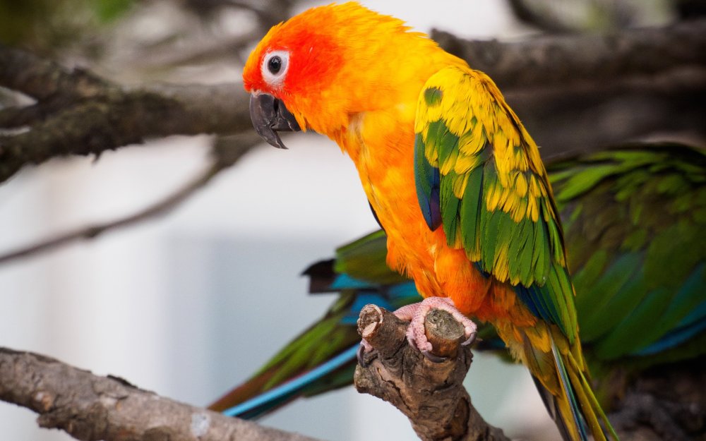 Желтоголовый Амазон попугай