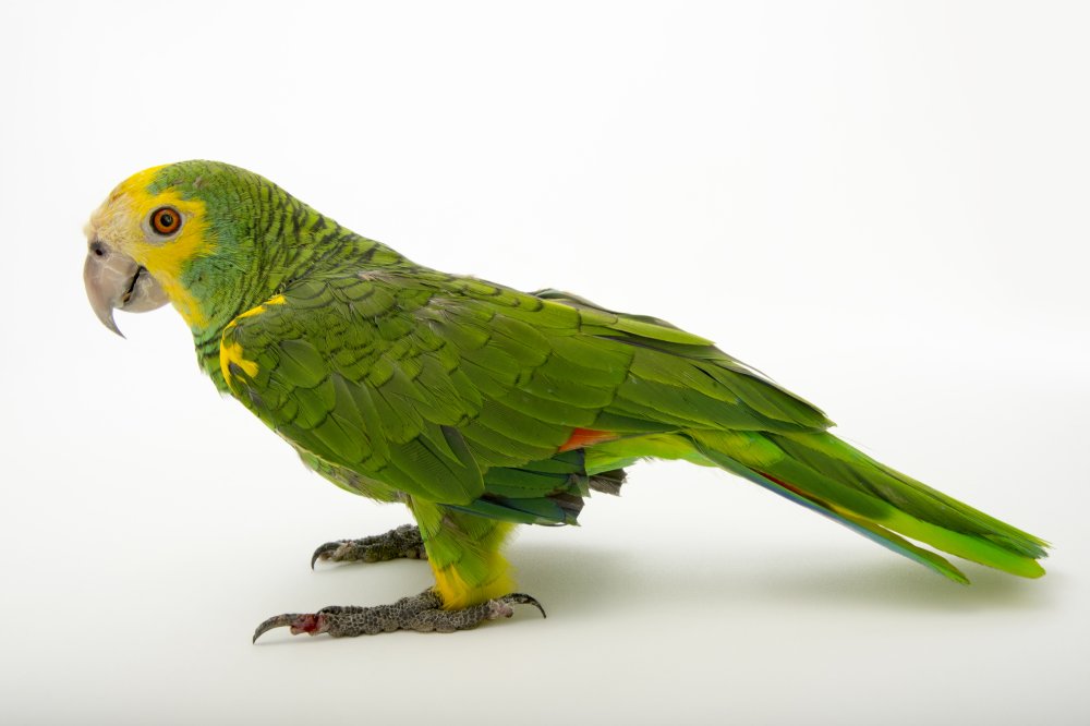 Императорский Амазон попугай