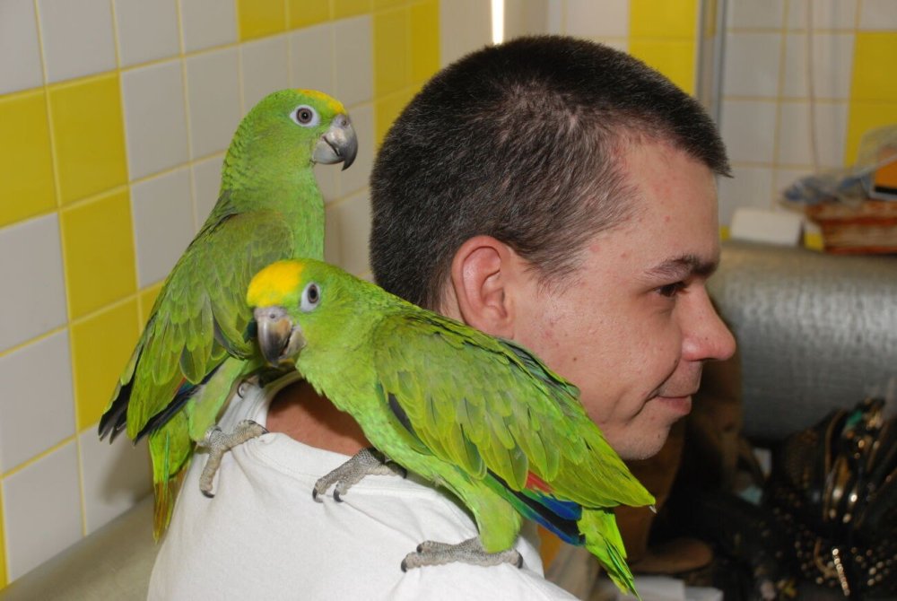 Двойной желтоголовый Амазон