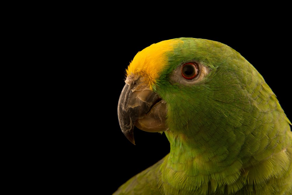 Зеленый попугай