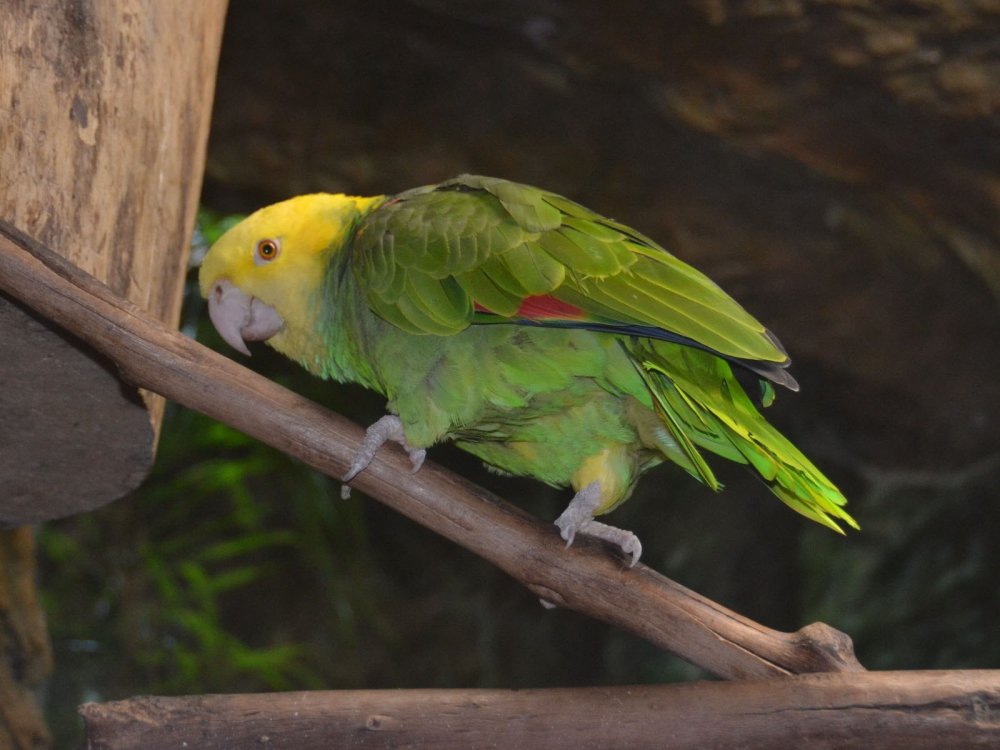 Поза Амазон