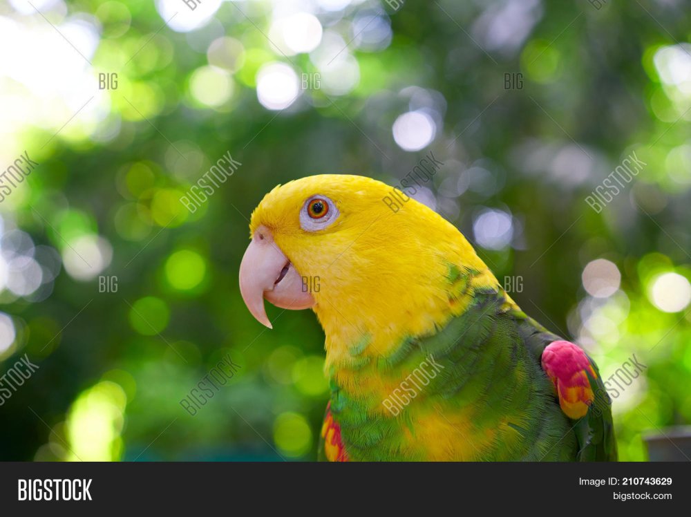 Амазонский попугай