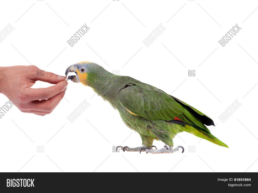 Желтошейный амазонский попугай