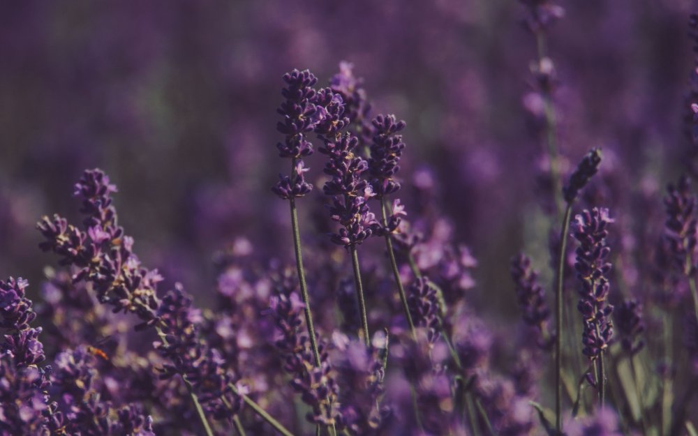 Лаванда (Lavandula) Эстетика