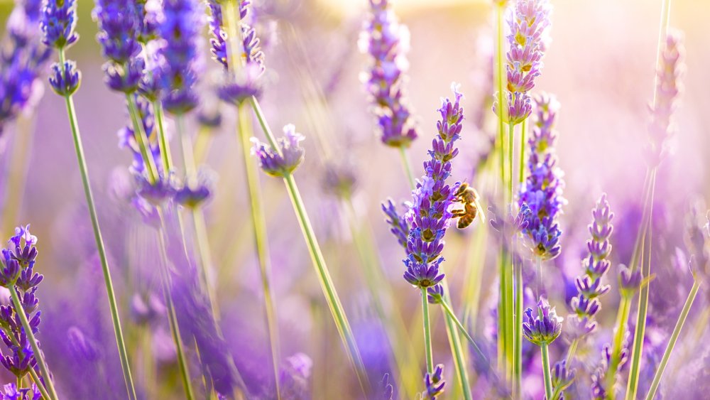 Сиреневые цветы