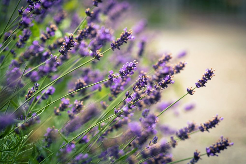 Лаванда узколистная