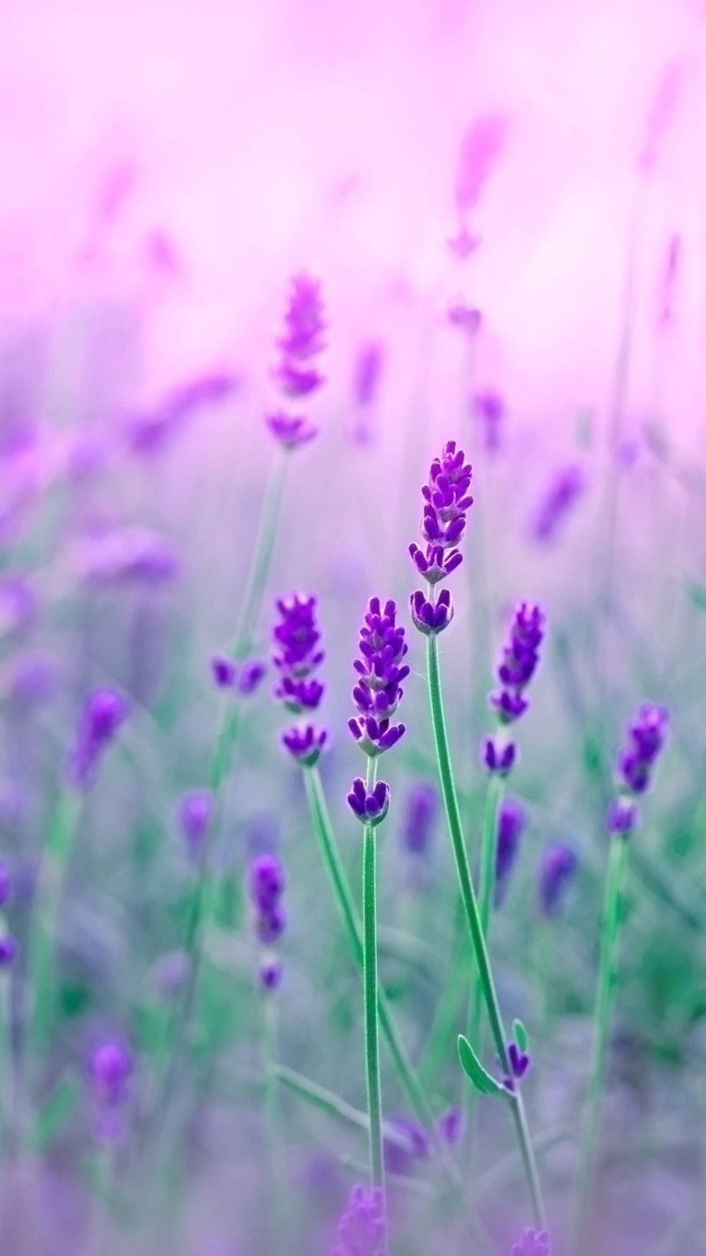 Нежно сиреневые цветы