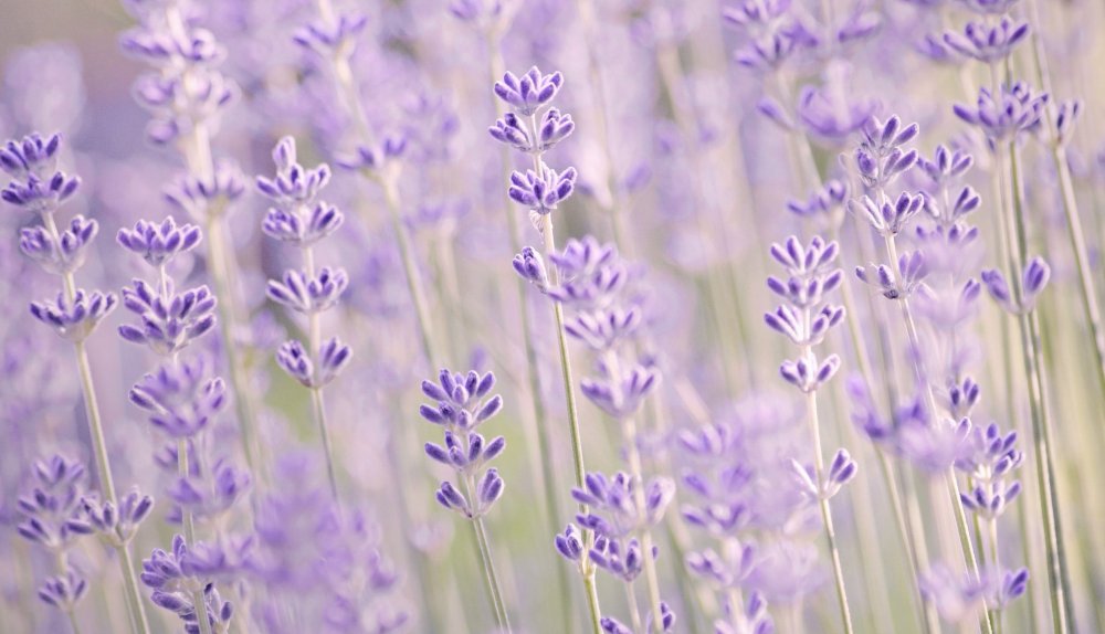 Нежная Лаванда