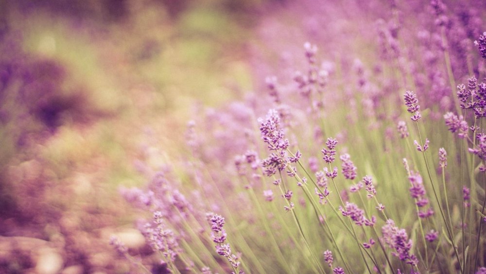 Лаванда обои