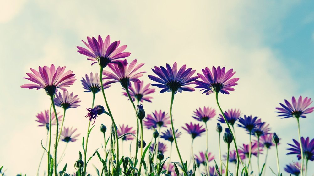 Фон полевые цветы красивые