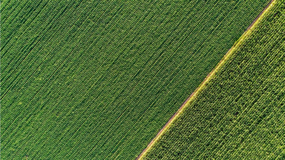 Зеленое поле вид сверху